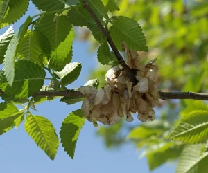 Siberian-elm-Ulmus-pumila.webp