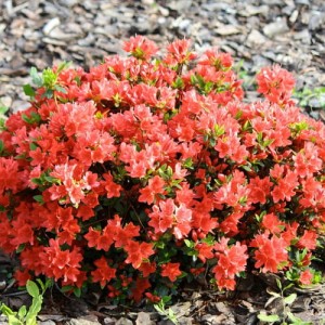 Orange_Macrantha_Azalea_growing_in_the_sunlight__70006.jpg