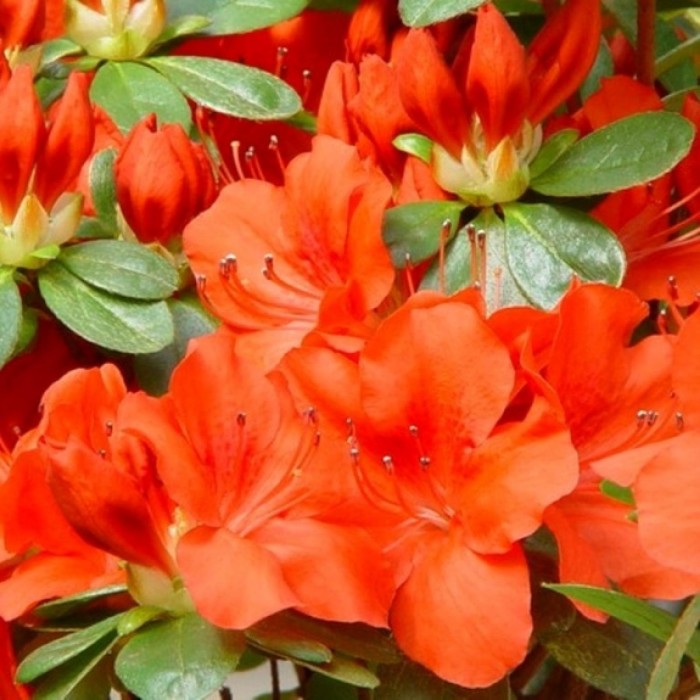japanse-azalea-geisha-orange-1674571020 (1).jpg