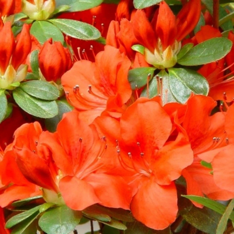 japanse-azalea-geisha-orange-1674571020 (1).jpg