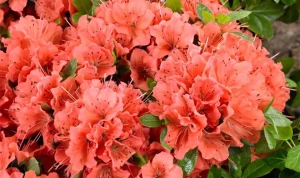 Rhododendron-x-obtusum-Geisha-Orange-840x500-proportionalsmallest.webp