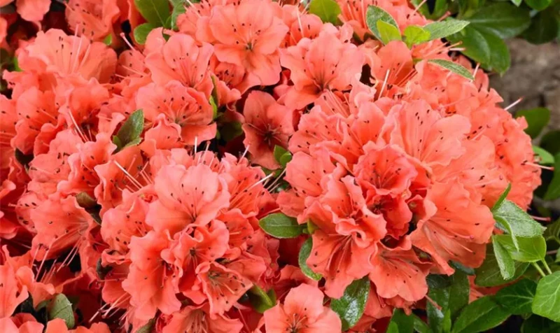 Rhododendron-x-obtusum-Geisha-Orange-840x500-proportionalsmallest.webp