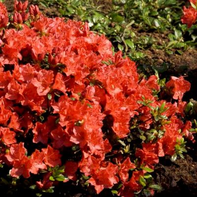 azalea_geisha_orange-web-4.jpg