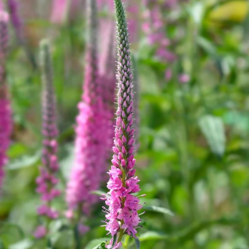 scheinaehriger-ehrenpreis-rosa-zwerg-veronica-spicata-rosa-zwerg--13299-840sq.jpg
