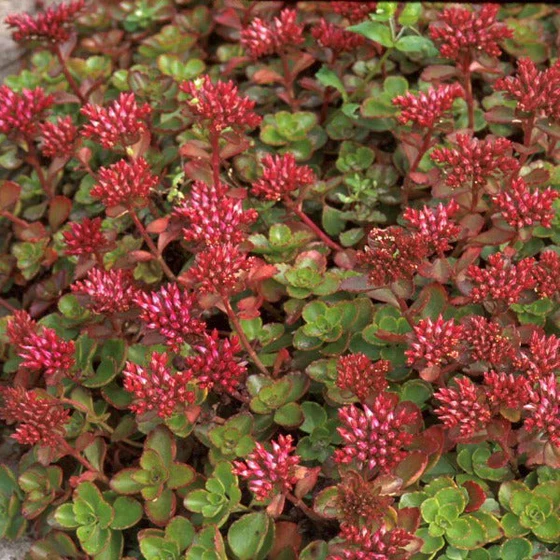 sedum-fuldaglut-28641358970922_x560.progressive.webp