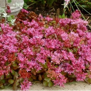 Sedum-Dragons-Blood.jpg
