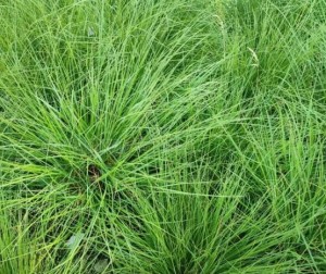 Zrzut ekranu_7-5-2026_112519_allegro.pl.jpeg