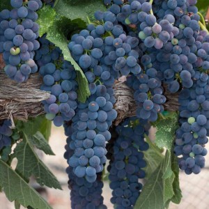vitis_vinifera_muskat_bleu_01.jpg