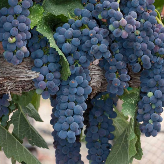 vitis_vinifera_muskat_bleu_01.jpg