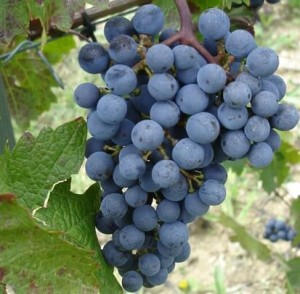 Vitis-vinifera-Cabernet-Sav-Grape (1).jpeg