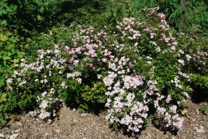 rosa-nozomi-1-scaled.jpg