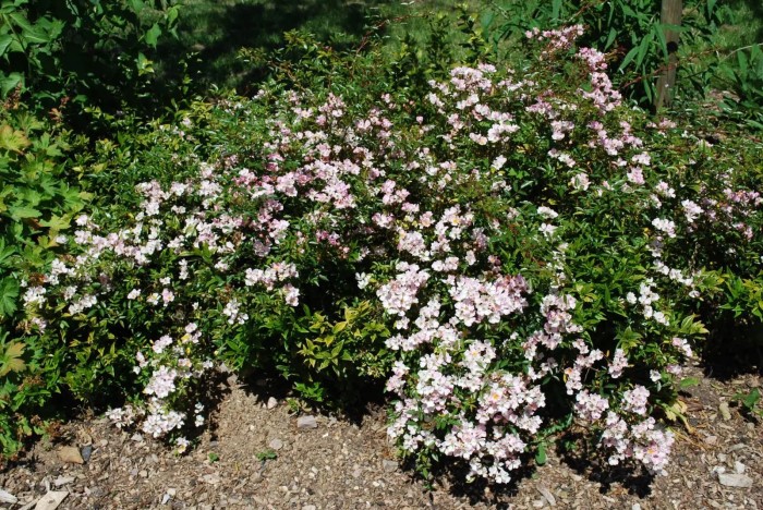 rosa-nozomi-1-scaled.jpg