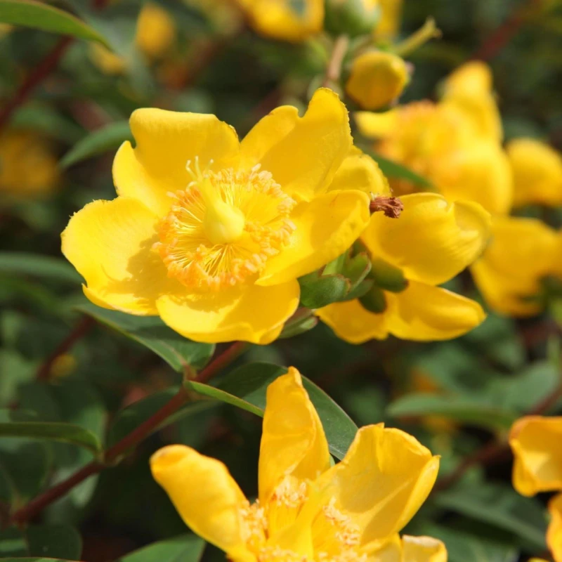 hypericum-hidcote.jpeg