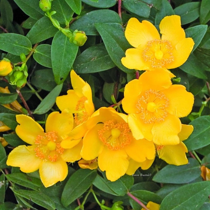 hypericum-hidcote-1000x1000.jpg