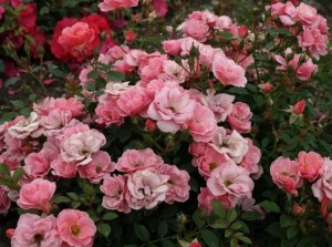 shrub-roses-sweet-cover_nen_1609.jpg