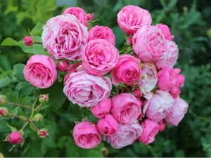 ROSA-PINK-1.jpg