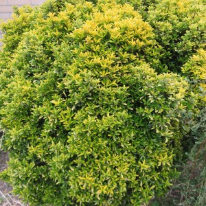 Trzmielina japońska Microphyllus-4.jpg