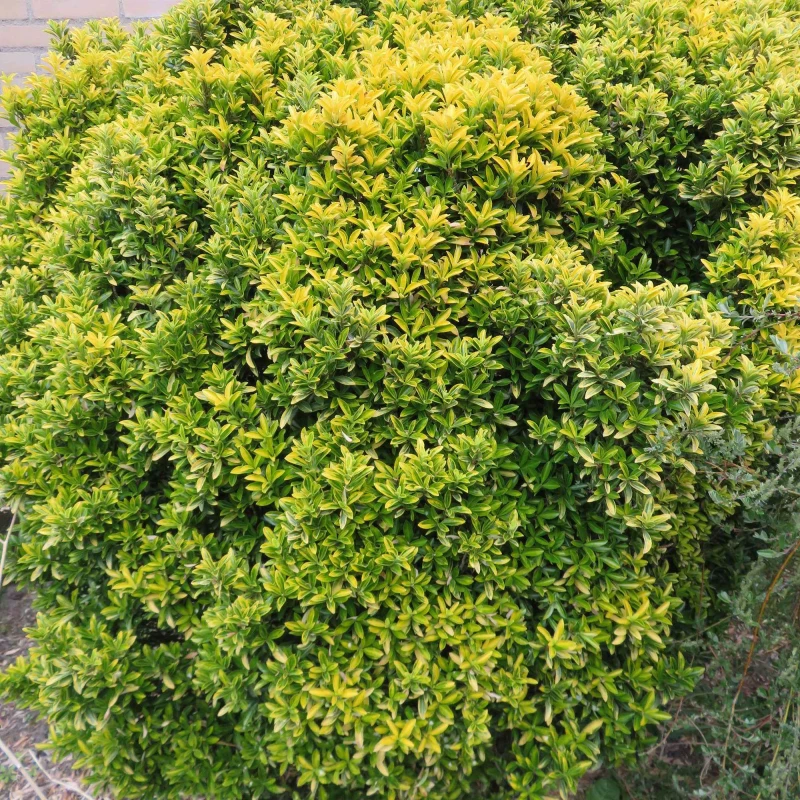 Trzmielina japońska Microphyllus-4.jpg
