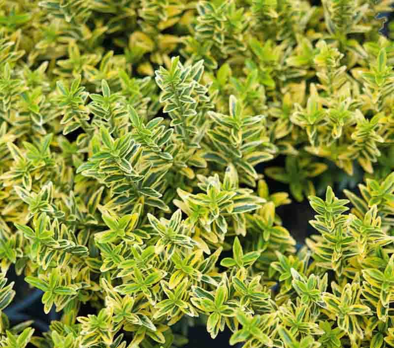 Trzmielina japońska Microphyllus-2 (1).jpg