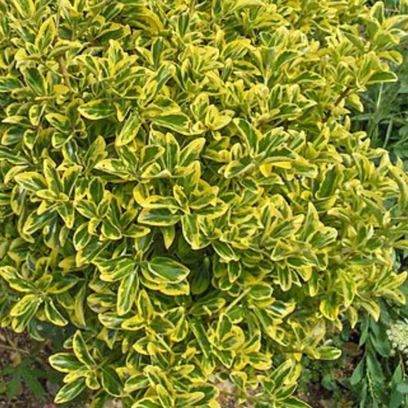 Trzmielina japońska Microphyllus-1.jpeg
