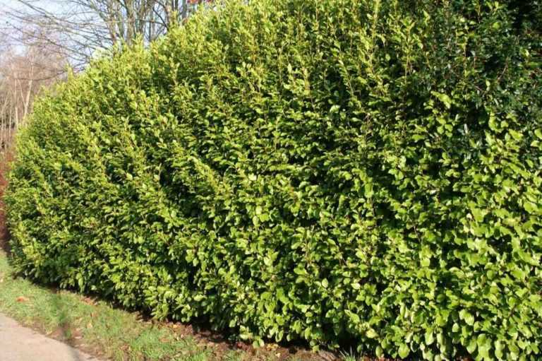 Griselinia Rededge-4.jpg