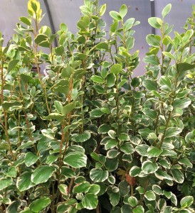 Griselinia Rededge-3.jpg