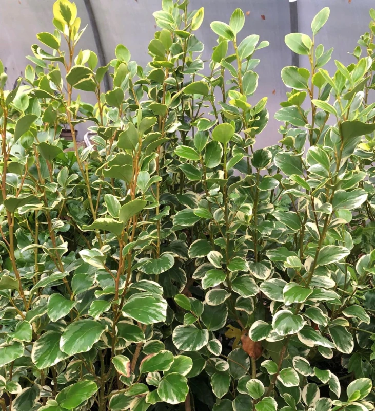 Griselinia Rededge-3.jpg