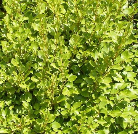 Griselinia Rededge-2.jpg