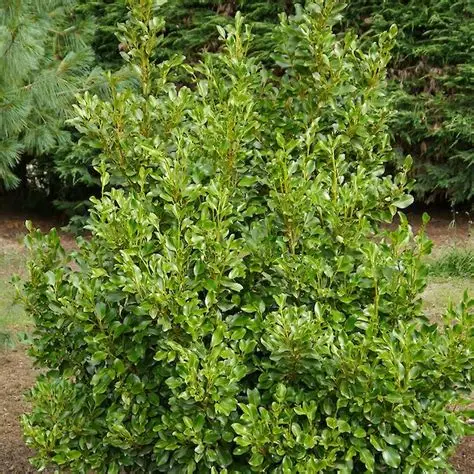 Griselinia Rededge-1.webp