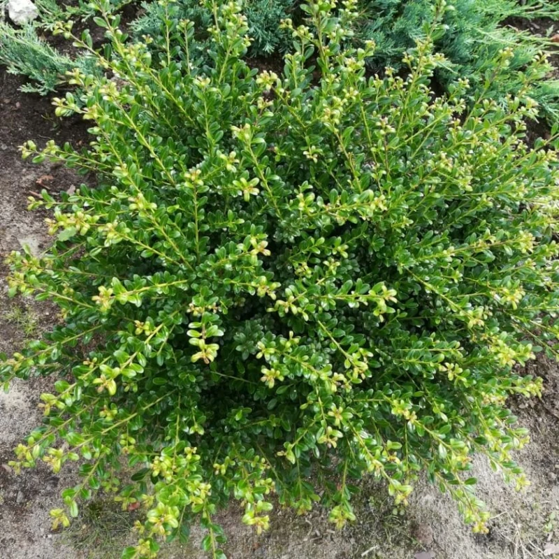 ilex crenata 'Convexa'4.jpg