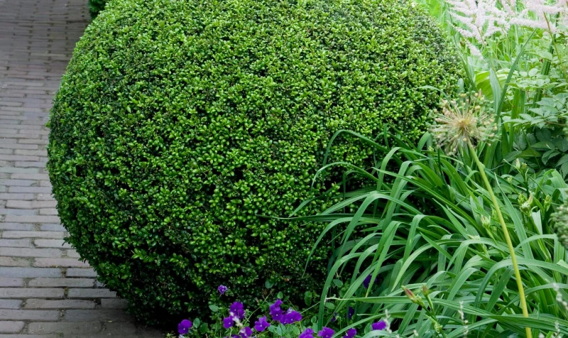 ilex crenata 'Convexa'3.jpg