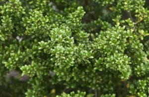 ilex crenata 'Convexa'2.jpg