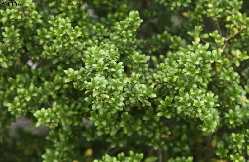 ilex crenata 'Convexa'2.jpg
