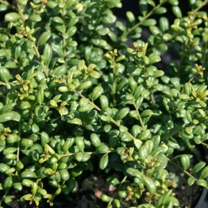 ilex crenata 'Convexa'1.webp