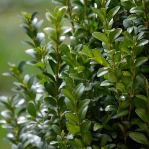 ilex crenata fastigiata-3.jpg