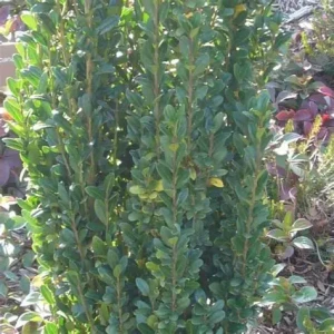 ilex crenata fastigiata-2.jpg