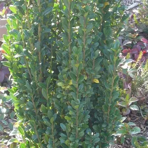 ilex crenata fastigiata-2.jpg