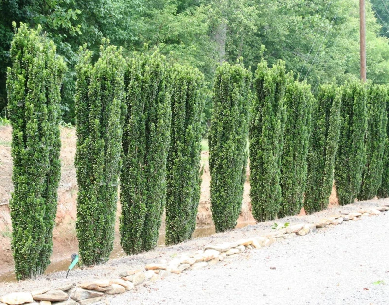 ilex crenata fastigiata-1.jpg