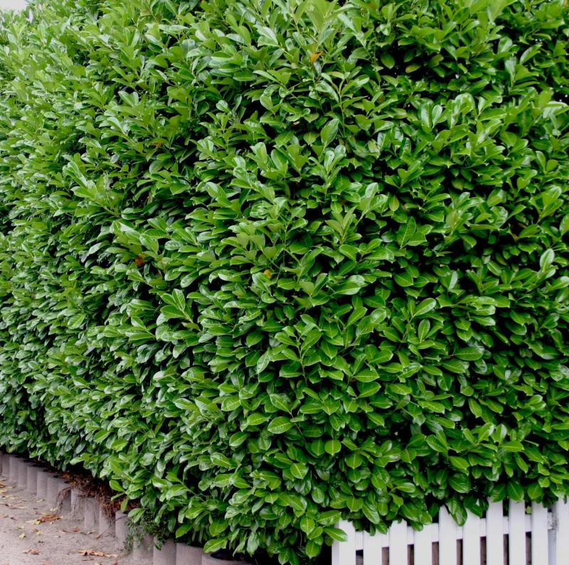 ilex meserveae blue prince-3.jpg