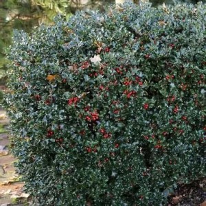 ilex meserveae blue prince-1.jpg