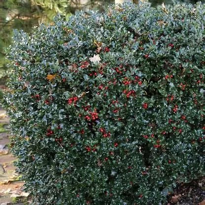 ilex meserveae blue prince-1.jpg