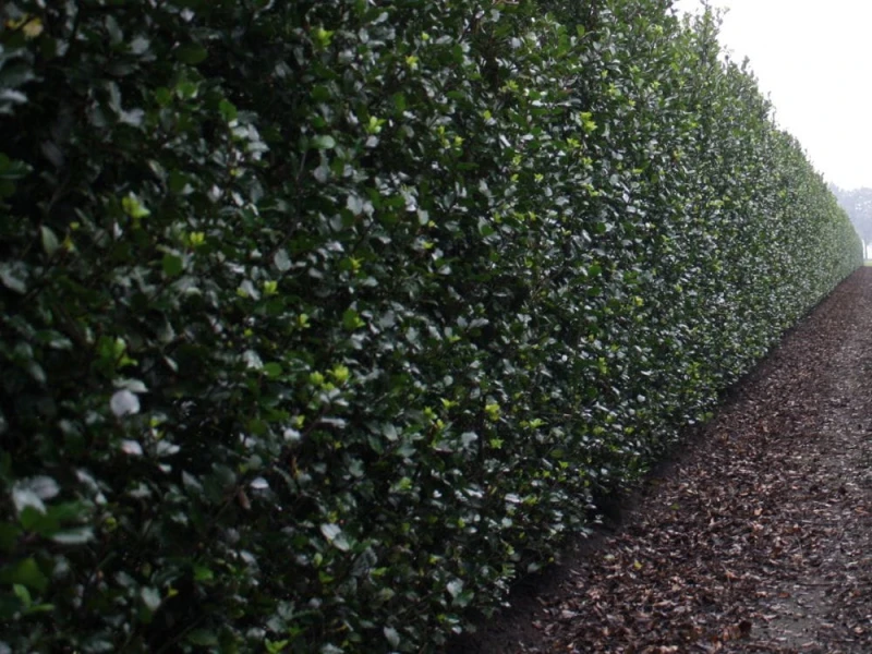 ilex meserveae blue prince-2.jpg