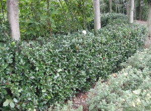 ilex meserveae blue princess-3.jpg