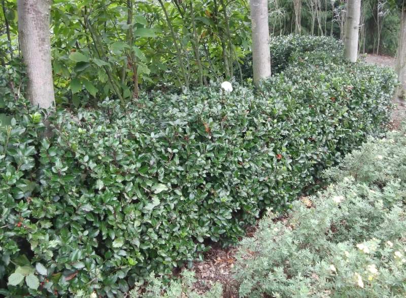 ilex meserveae blue princess-3.jpg