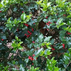 ilex meserveae blue princess-2.jpg