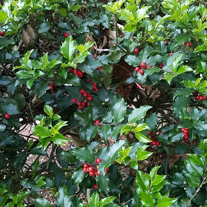 ilex meserveae blue princess-2.jpg