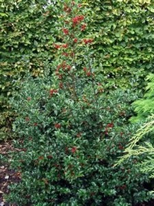 ilex meserveae blue princess-1.jpg