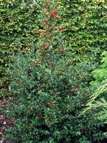 ilex meserveae blue princess-1.jpg