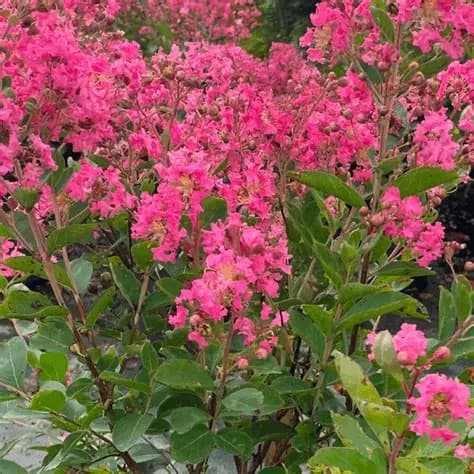 lagerstroemia indyjska magnifica rosea-1.jpg