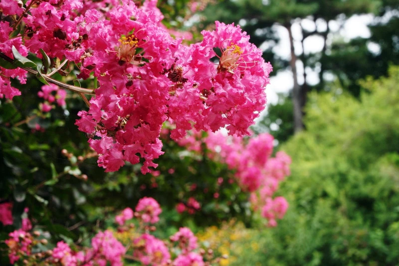 phoenix727-barberry-1599816_1920.jpg